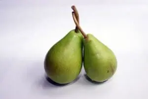 Two green pears with stems connected together on a white background