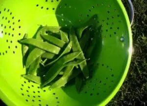 Fresh green beans in a colander