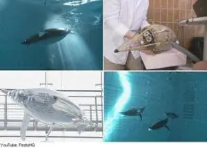 Robotic penguin prototypes being tested in water alongside real penguins