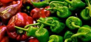 Fresh red and green peppers at a farmer's market or produce stand