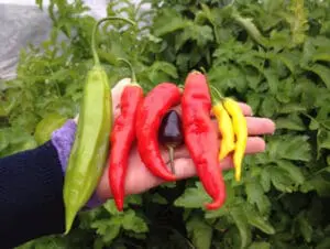 500,000 ways local food wins thanks to these restaurants