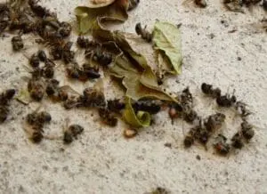 Dead bees scattered on concrete ground with dried leaf debris