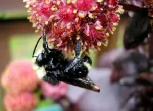Black and white bee pollinating pink flowers