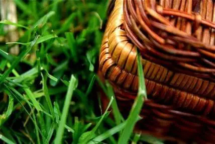 Wicker picnic basket on green grass