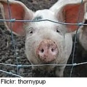 White pig's face behind wire fence