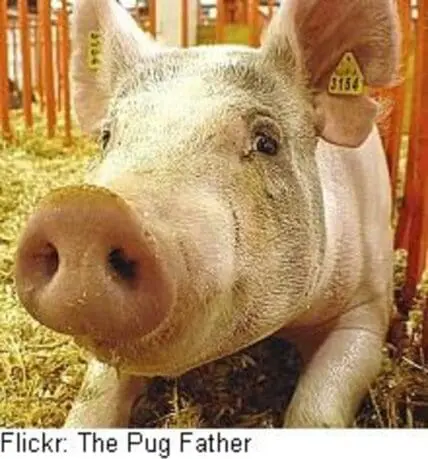 Close-up of a white pig's face in a farm pen