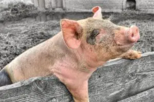 Pig resting its front legs on a wooden fence rail in a farm setting