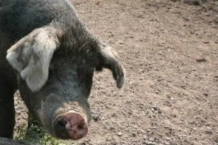 Dark pig with white-marked ears standing on dirt ground