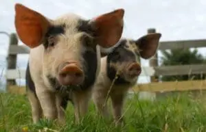 Two pigs grazing in a pasture with wooden fence and farm buildings in background