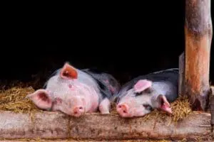 Two young pigs resting on straw bedding in a pen