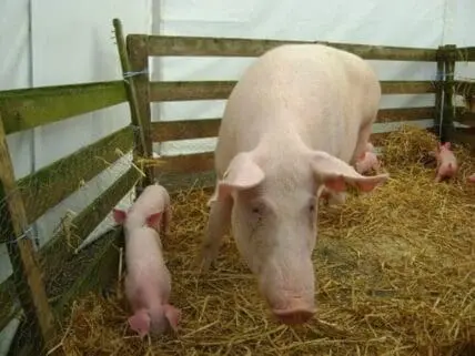 A sow and piglets eating from a trough in a pen with hay bedding