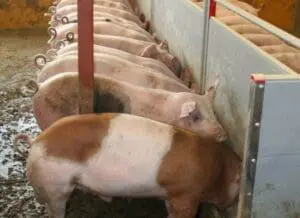Pigs in a farming facility eating from troughs