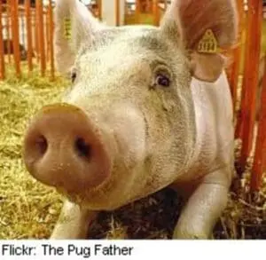 Close-up of a pig's face in a barn with straw bedding