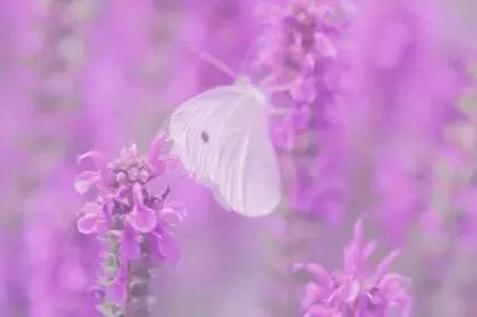 White butterfly on purple lavender flowers
