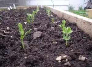 Young seedlings sprouting in dark garden soil in a raised bed