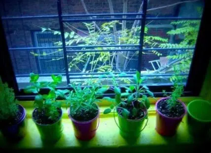 Potted seedlings on a windowsill with outdoor garden visible through glass panes