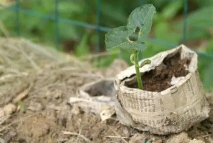 Young seedling growing in newspaper pot in garden soil