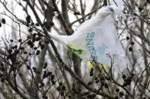 Plastic bag caught in bare tree branches with dried berries