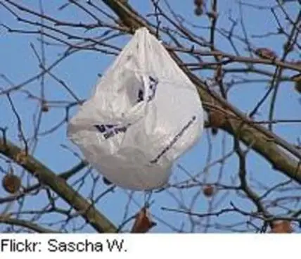 White plastic bag caught on tree branch against blue sky