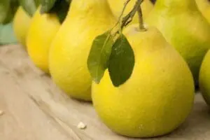 Fresh yellow pomelos with green leaves on a wooden surface