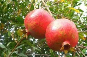 Two ripe pomegranates hanging from a tree branch with green leaves