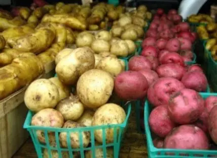 Fresh yellow and red potatoes in turquoise baskets at a farmer's market