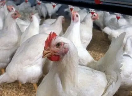White chickens in an industrial poultry farm facility