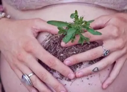 Pregnant woman's hands cradling a seedling with soil