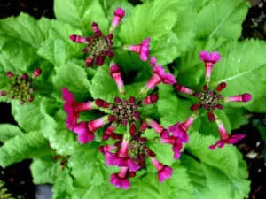 Bright magenta primrose flowers with lime green foliage in a garden setting