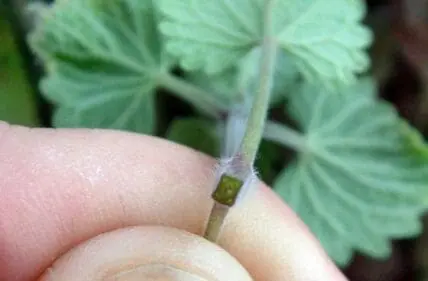 Close-up of a plant stem cutting held between fingers with leaves visible above