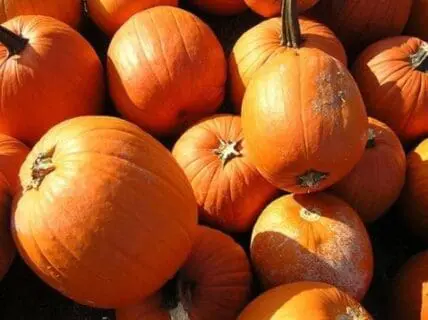 Pile of fresh orange pumpkins with stems in bright sunlight