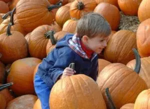 Young child selecting a pumpkin from a patch filled with orange pumpkins