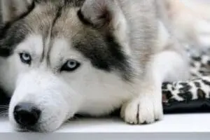 Gray and white husky with blue eyes resting on a white surface