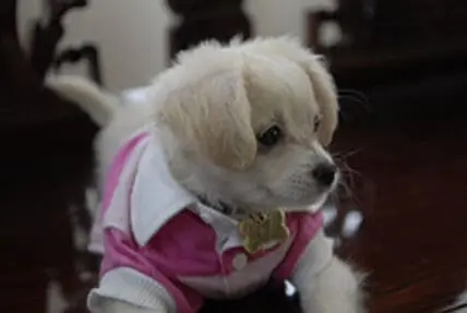Small white dog wearing a pink and white jacket with a collar