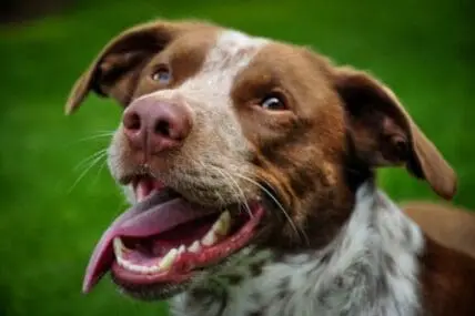 Happy brown and white dog with tongue out against green background