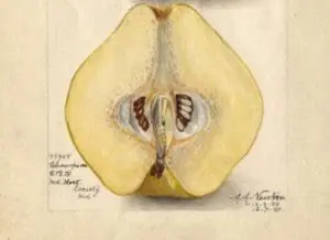Cross-section of a quince fruit showing pale yellow flesh and internal seed cavity