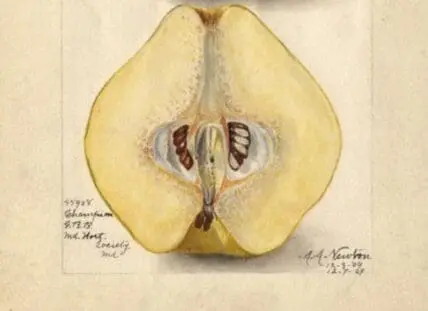Cross-section of a quince fruit showing pale yellow flesh and internal seed cavity