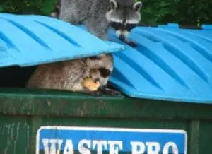 Two raccoons investigating a green dumpster with blue lid labeled "WASTE PRO