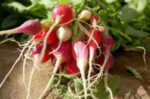 Fresh radishes with roots and green stems on soil