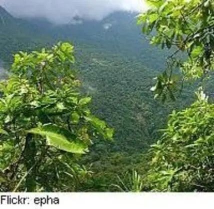Dense rainforest canopy with mountains shrouded in mist in background