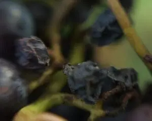 Dried raisins clustered on a vine stem with blurred green background