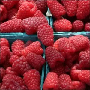 Fresh red raspberries in cardboard containers at a farmer's market or produce stand