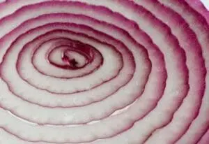 Cross-section of a red onion showing concentric purple and white rings