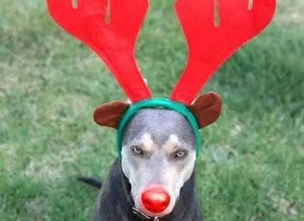 Dog wearing reindeer antlers and red nose costume headpiece