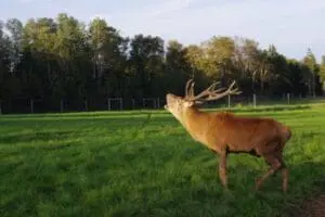 A deer with large antlers standing in a green pasture with forest in the background