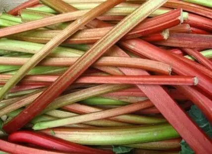 Fresh rhubarb stalks in red and green varieties bundled together
