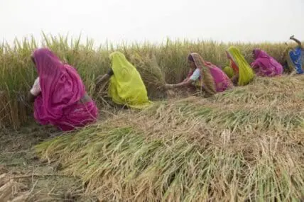 Women in colorful saris harvesting rice in a field