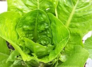 Close-up of fresh green pea pods growing on the plant