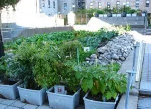 Urban rooftop garden with vegetable plants in containers and raised beds