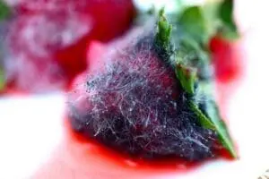 Close-up of a dark red berry with fine white hairs covering its surface